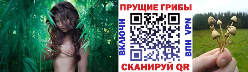 Галлюциногенные грибы Magic Shrooms  Купить где  Сосновый Бор 